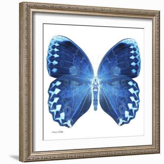 Miss Butterfly Formosana Sq - X-Ray White Edition-Philippe Hugonnard-Framed Photographic Print