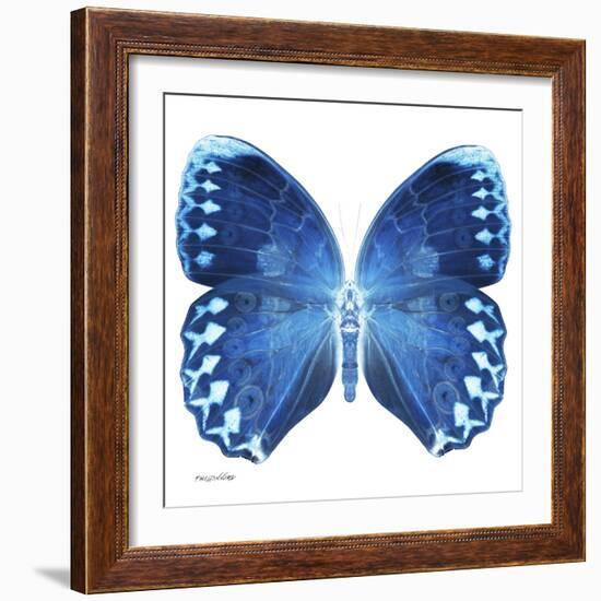 Miss Butterfly Formosana Sq - X-Ray White Edition-Philippe Hugonnard-Framed Photographic Print