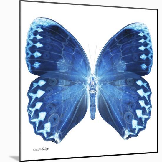 Miss Butterfly Formosana Sq - X-Ray White Edition-Philippe Hugonnard-Mounted Photographic Print
