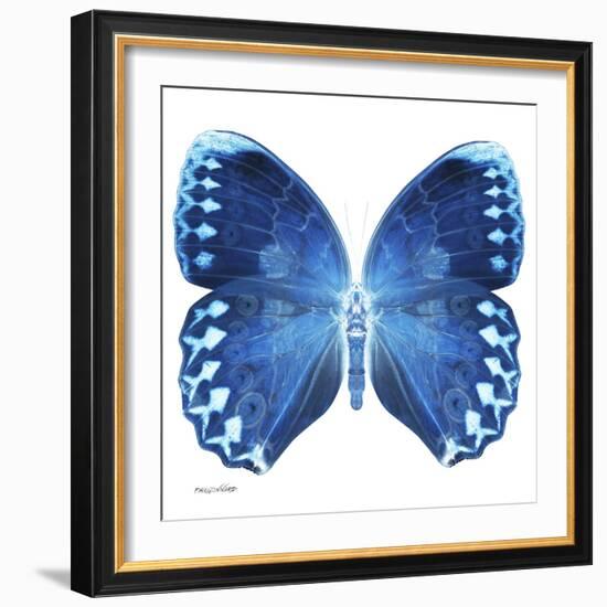 Miss Butterfly Formosana Sq - X-Ray White Edition-Philippe Hugonnard-Framed Photographic Print