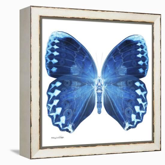 Miss Butterfly Formosana Sq - X-Ray White Edition-Philippe Hugonnard-Framed Stretched Canvas