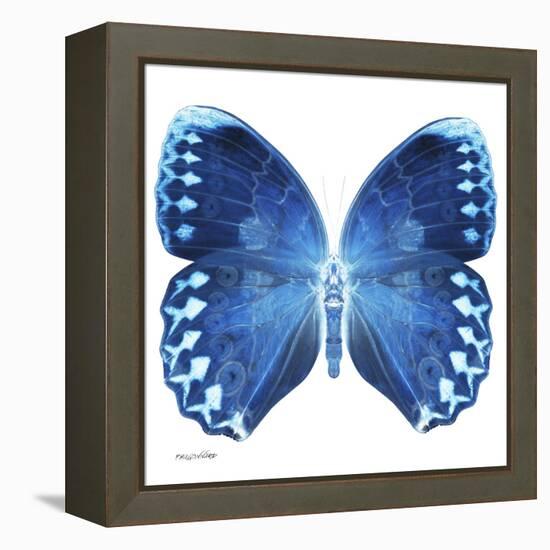 Miss Butterfly Formosana Sq - X-Ray White Edition-Philippe Hugonnard-Framed Stretched Canvas