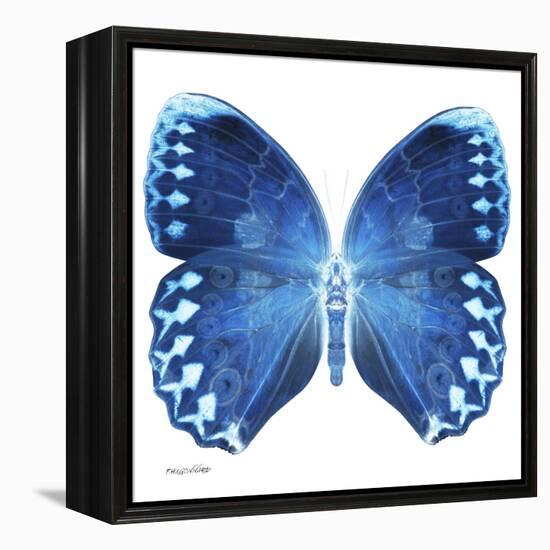 Miss Butterfly Formosana Sq - X-Ray White Edition-Philippe Hugonnard-Framed Stretched Canvas