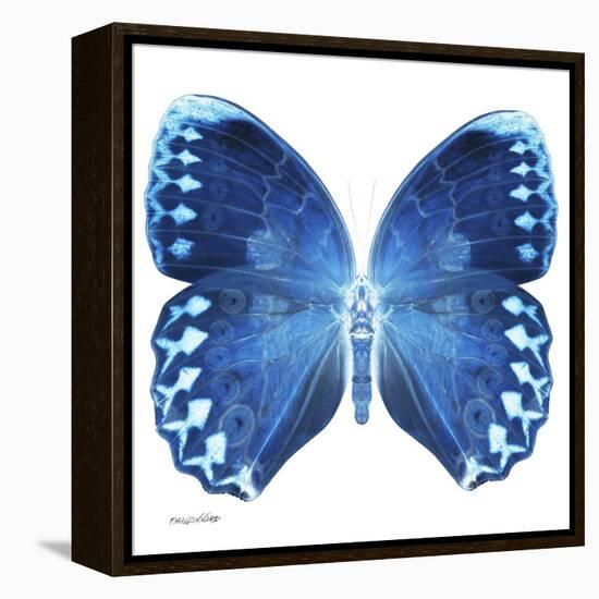 Miss Butterfly Formosana Sq - X-Ray White Edition-Philippe Hugonnard-Framed Stretched Canvas