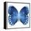 Miss Butterfly Formosana Sq - X-Ray White Edition-Philippe Hugonnard-Framed Stretched Canvas