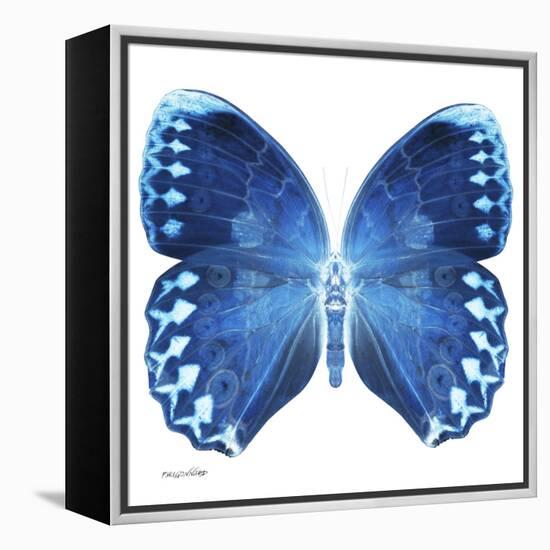 Miss Butterfly Formosana Sq - X-Ray White Edition-Philippe Hugonnard-Framed Stretched Canvas