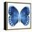 Miss Butterfly Formosana Sq - X-Ray White Edition-Philippe Hugonnard-Framed Stretched Canvas