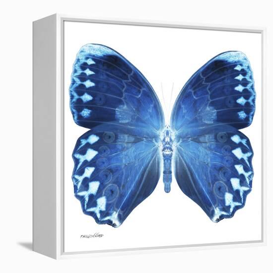 Miss Butterfly Formosana Sq - X-Ray White Edition-Philippe Hugonnard-Framed Stretched Canvas