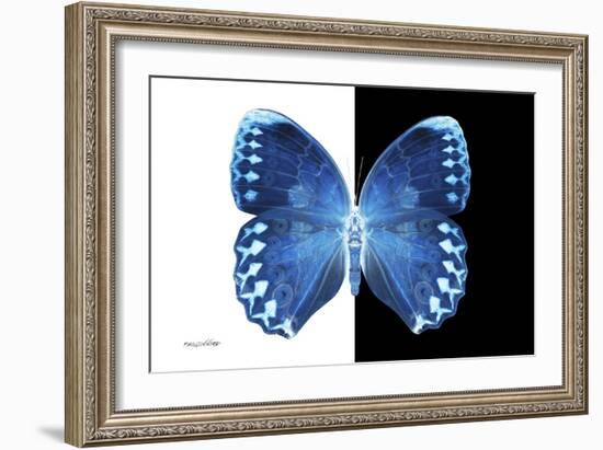 Miss Butterfly Formosana - X-Ray B&W Edition-Philippe Hugonnard-Framed Photographic Print