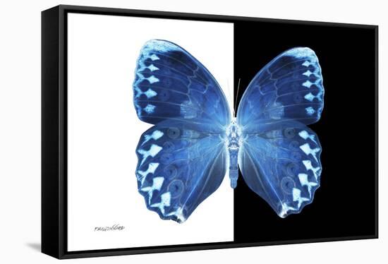 Miss Butterfly Formosana - X-Ray B&W Edition-Philippe Hugonnard-Framed Stretched Canvas