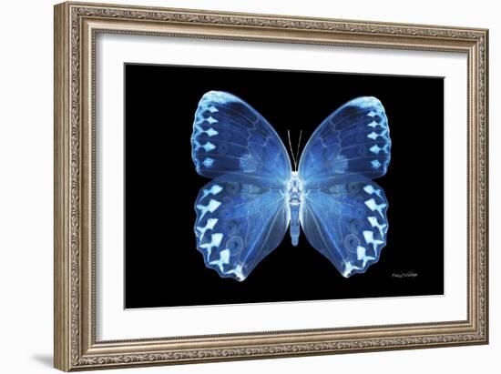 Miss Butterfly Formosana - X-Ray Black Edition-Philippe Hugonnard-Framed Photographic Print