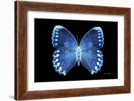 Miss Butterfly Formosana - X-Ray Black Edition-Philippe Hugonnard-Framed Photographic Print