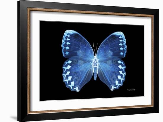 Miss Butterfly Formosana - X-Ray Black Edition-Philippe Hugonnard-Framed Photographic Print