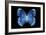 Miss Butterfly Formosana - X-Ray Black Edition-Philippe Hugonnard-Framed Photographic Print