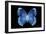 Miss Butterfly Formosana - X-Ray Black Edition-Philippe Hugonnard-Framed Photographic Print