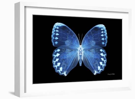 Miss Butterfly Formosana - X-Ray Black Edition-Philippe Hugonnard-Framed Photographic Print