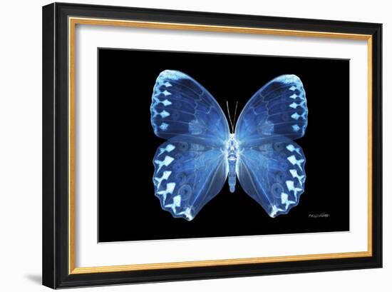 Miss Butterfly Formosana - X-Ray Black Edition-Philippe Hugonnard-Framed Photographic Print