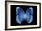 Miss Butterfly Formosana - X-Ray Black Edition-Philippe Hugonnard-Framed Photographic Print