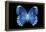 Miss Butterfly Formosana - X-Ray Black Edition-Philippe Hugonnard-Framed Premier Image Canvas
