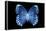 Miss Butterfly Formosana - X-Ray Black Edition-Philippe Hugonnard-Framed Premier Image Canvas
