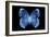 Miss Butterfly Formosana - X-Ray Black Edition-Philippe Hugonnard-Framed Premium Photographic Print