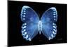 Miss Butterfly Formosana - X-Ray Black Edition-Philippe Hugonnard-Mounted Premium Photographic Print