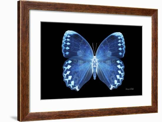 Miss Butterfly Formosana - X-Ray Black Edition-Philippe Hugonnard-Framed Premium Photographic Print