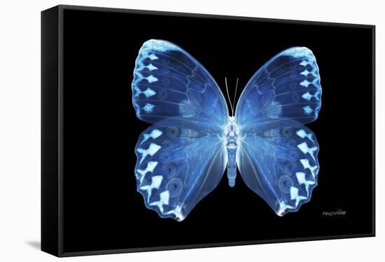 Miss Butterfly Formosana - X-Ray Black Edition-Philippe Hugonnard-Framed Stretched Canvas