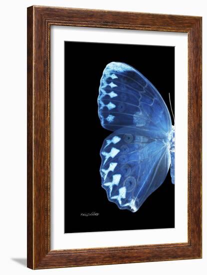 Miss Butterfly Formosana - X-Ray Left Black Edition-Philippe Hugonnard-Framed Photographic Print