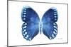 Miss Butterfly Formosana - X-Ray White Edition-Philippe Hugonnard-Mounted Photographic Print