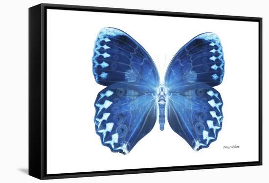 Miss Butterfly Formosana - X-Ray White Edition-Philippe Hugonnard-Framed Stretched Canvas