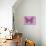Miss Butterfly Genutia - Pink-Philippe Hugonnard-Photographic Print displayed on a wall