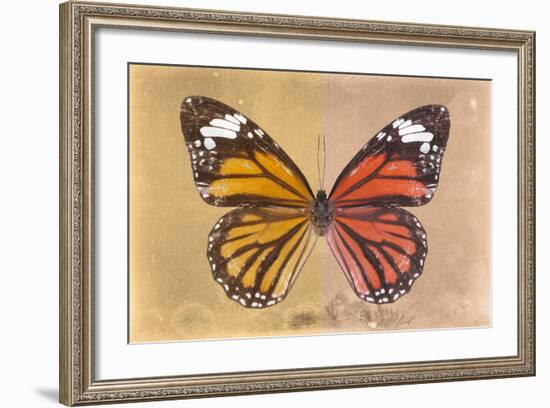 Miss Butterfly Genutia Profil - Honey & Orange-Philippe Hugonnard-Framed Photographic Print