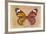 Miss Butterfly Genutia Profil - Honey & Orange-Philippe Hugonnard-Framed Photographic Print