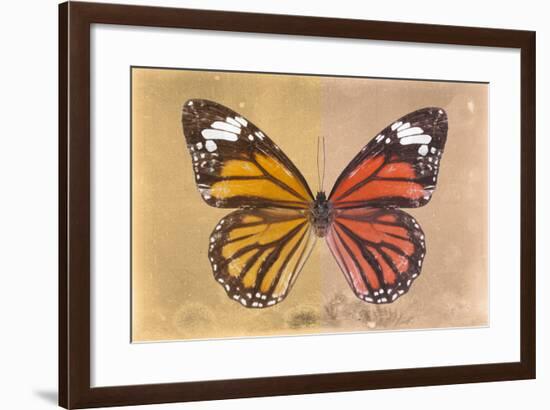 Miss Butterfly Genutia Profil - Honey & Orange-Philippe Hugonnard-Framed Photographic Print