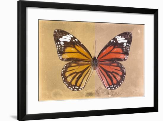 Miss Butterfly Genutia Profil - Honey & Orange-Philippe Hugonnard-Framed Photographic Print