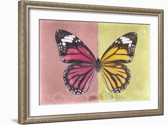 Miss Butterfly Genutia Profil - Hot Pink & Yellow-Philippe Hugonnard-Framed Photographic Print