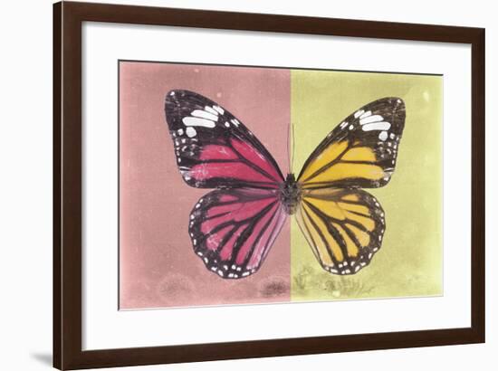 Miss Butterfly Genutia Profil - Hot Pink & Yellow-Philippe Hugonnard-Framed Photographic Print