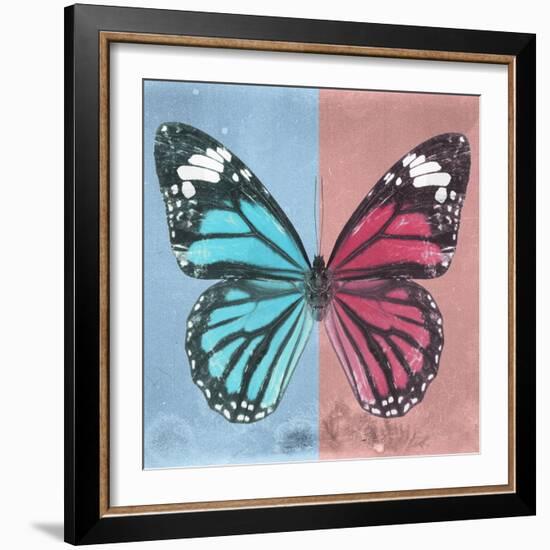 Miss Butterfly Genutia Sq - Blue & Hot Pink-Philippe Hugonnard-Framed Photographic Print