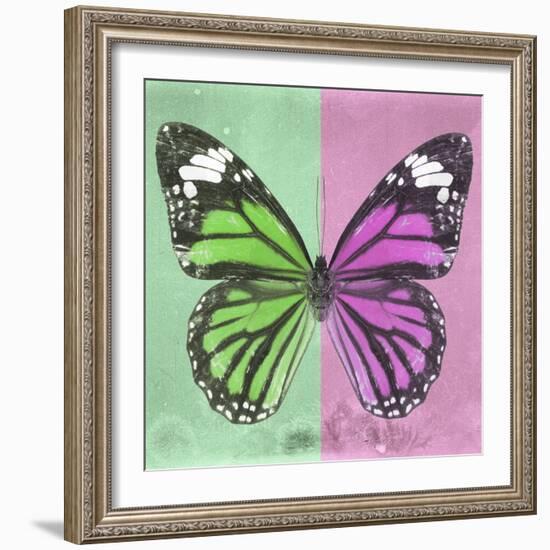 Miss Butterfly Genutia Sq - Green & Pink-Philippe Hugonnard-Framed Photographic Print