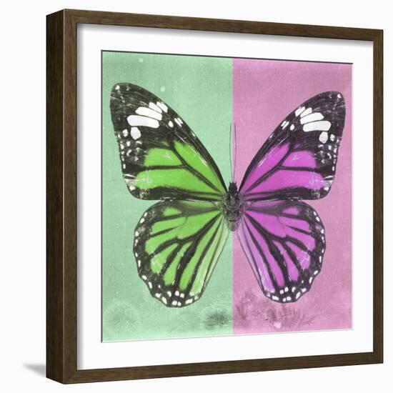 Miss Butterfly Genutia Sq - Green & Pink-Philippe Hugonnard-Framed Photographic Print