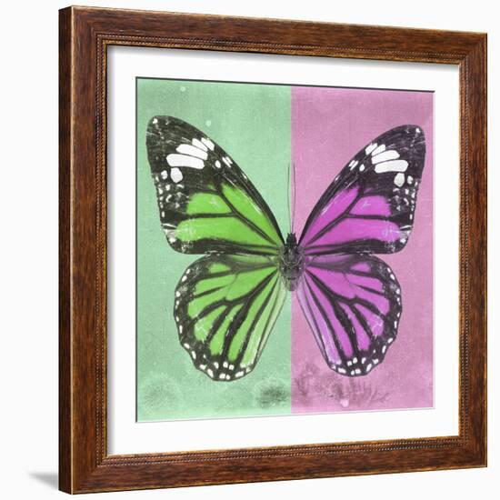 Miss Butterfly Genutia Sq - Green & Pink-Philippe Hugonnard-Framed Photographic Print