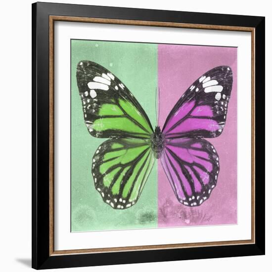 Miss Butterfly Genutia Sq - Green & Pink-Philippe Hugonnard-Framed Photographic Print
