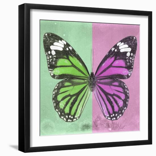 Miss Butterfly Genutia Sq - Green & Pink-Philippe Hugonnard-Framed Photographic Print