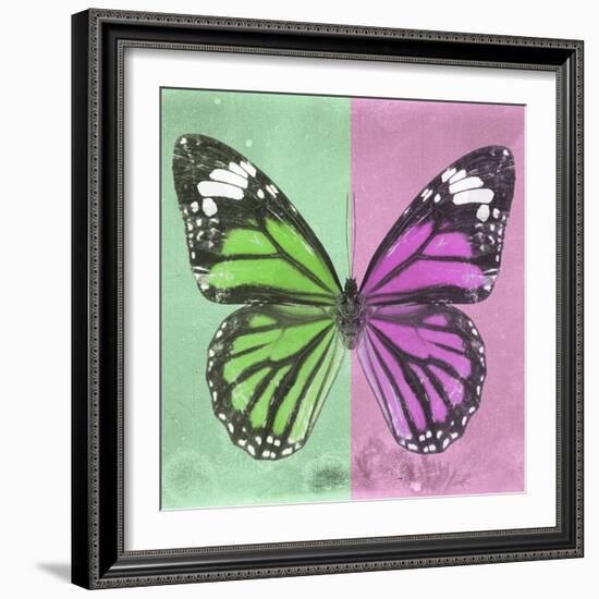 Miss Butterfly Genutia Sq - Green & Pink-Philippe Hugonnard-Framed Photographic Print