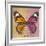 Miss Butterfly Genutia Sq - Honey & Hot Pink-Philippe Hugonnard-Framed Photographic Print