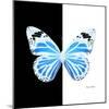 Miss Butterfly Genutia Sq - X-Ray B&W Edition-Philippe Hugonnard-Mounted Photographic Print