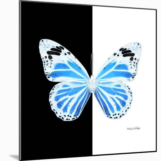 Miss Butterfly Genutia Sq - X-Ray B&W Edition-Philippe Hugonnard-Mounted Photographic Print