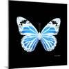 Miss Butterfly Genutia Sq - X-Ray Black Edition-Philippe Hugonnard-Mounted Photographic Print