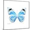 Miss Butterfly Genutia Sq - X-Ray White Edition-Philippe Hugonnard-Mounted Photographic Print